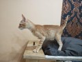 Oscar (3)